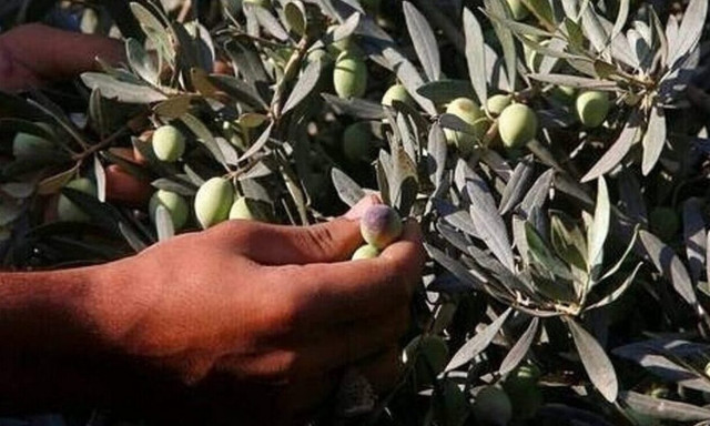 Ελαιόλαδο: Η χειρότερη των τελευταίων 100 ετών η φετινή χρονιά - Οι παραγωγοί μαζεύουν τα πανιά