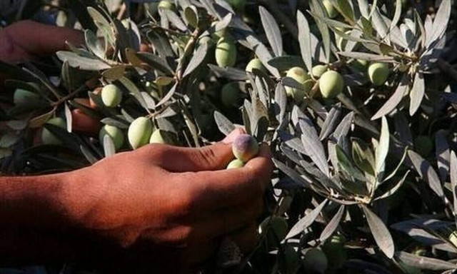 Αργολίδα: Συνελήφθη 69χρονος που «άδειασε» χωράφι από ελιές!