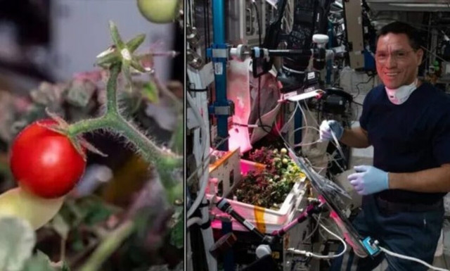 Λύθηκε το μυστήριο: Βρέθηκε τελικά το ντοματάκι που είχε χαθεί για 8 μήνες στο... διάστημα