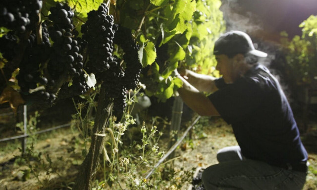 Xριστούγεννα: Γιατί «σκαρφαλώνουν» οι τιμές του κρασιού εν όψει των γιορτών