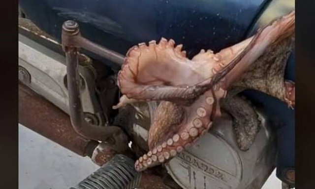 Κουφονήσια: Χταπόδια βγήκαν στη στεριά – Δείτε το βίντεο