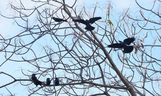Κρήτη: Γέμισε με… κάργιες το Ηράκλειο