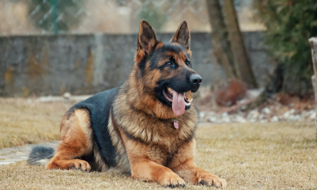 Τα σκυλιά σου δεν τρόμαξαν, σκότωσαν…