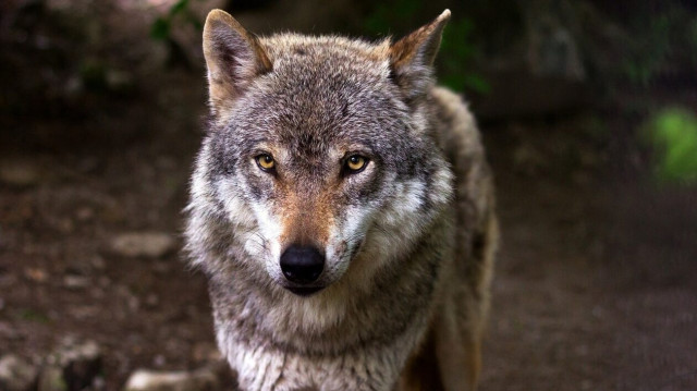 Σέρρες: Λύκοι κατασπάραξαν δύο σκυλιά κοντά σε σχολική μονάδα