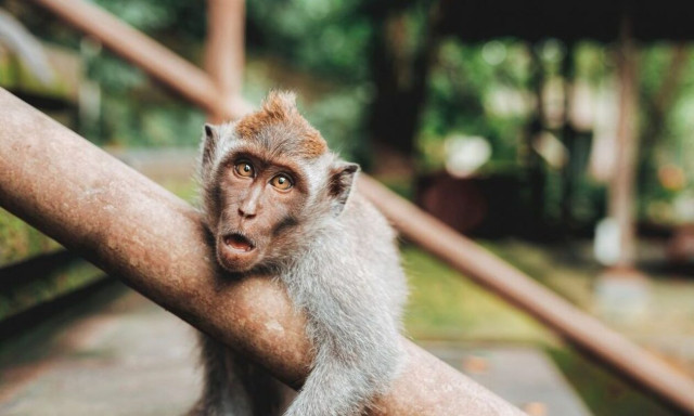 Ινδία: Νεκρή 6χρονη που έπεσε από ταράτσα - Την καταδίωκε στρατιά από... μαϊμούδες!