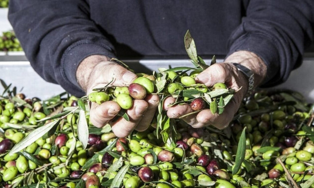 Ιταλία: Τουρίστες πληρώνουν ελαιοπαραγωγούς για να τους… μαζέψουν τις ελιές