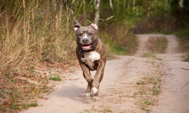 Ρέθυμνο: Συνελήφθησαν οι ιδιοκτήτες των σκύλων που δάγκωσαν 16χρονη