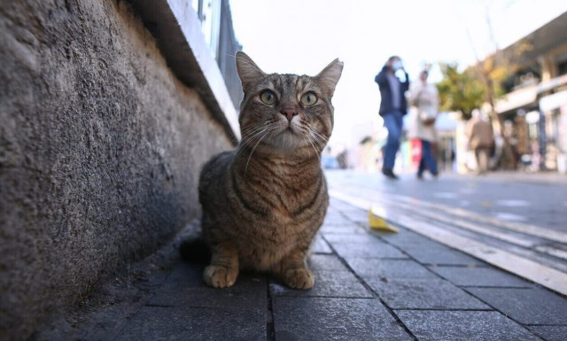 Κακοποίηση ζώου: Πώς καταγγέλλουμε ένα περιστατικό στην Ελληνική Αστυνομία