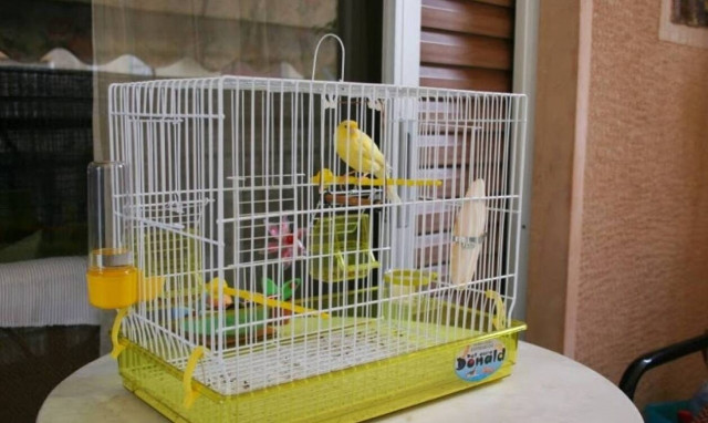 Λάρισα: Έδειραν ηλικιωμένο για να του κλέψουν τα... καναρίνια!