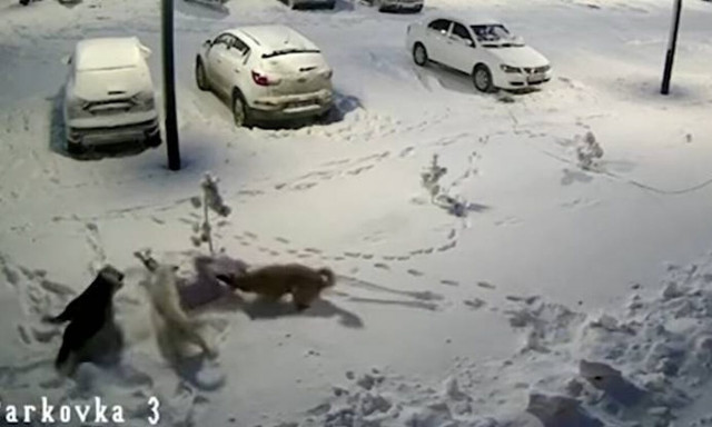 Ρωσία: Αγέλη αδέσποτων επιτέθηκε σε 9χρονη - Την δάγκωσαν σε όλο της το κορμί