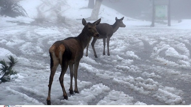 Καιρός: Σήμερα η πιο κρύα μέρα του Δεκεμβρίου  - Ακόμη και στο -7 θα πέσει η θερμοκρασία