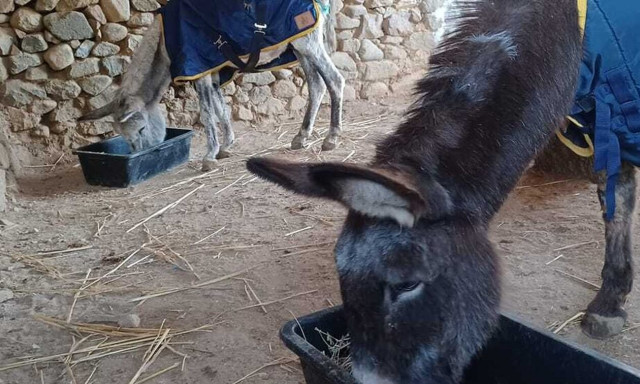 Η Μαρούκα και ο Άρης, τα ηλικιωμένα γαϊδουράκια που έφυγαν από τη ζωή το ένα μετά το άλλο