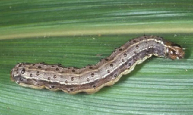 Κρήτη: Τρομάζει το επικίνδυνο έντομο καραντίνας - Με «διαβατήριο» οι εξαγωγές