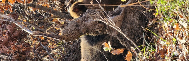Ελληνοαλβανική συνεργασία για την απελευθέρωση παγιδευμένης αρκούδας 90 κιλών