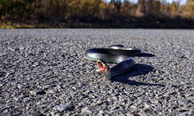 Τένις: Διακόπηκε αγώνας για δηλητηριώδες φίδι 50 εκατοστών που ήταν κοντά στα ball kids (vid)