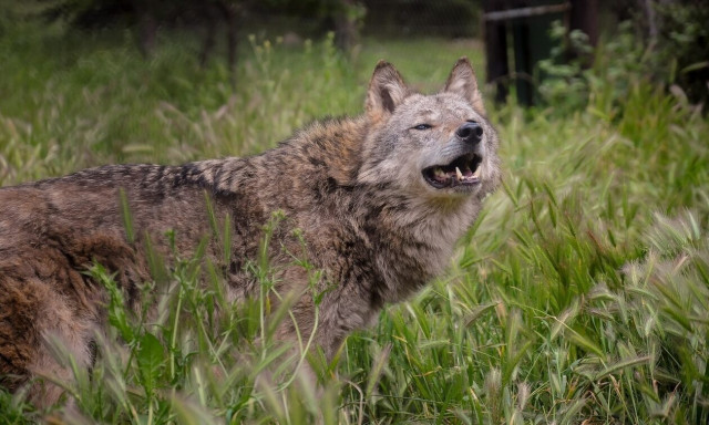 Χαλκιδική: Νέα επίθεση λύκου σε 5χρονη στον Νέο Μαρμαρά - Σώθηκε χάρη στην επέμβαση περαστικού