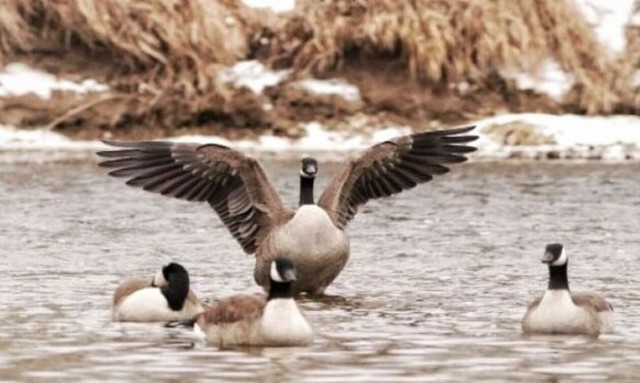Φυλακή πρωτοπορεί και αντί για σκύλους τοποθετεί χήνες: Τα μοναδικά ένστικτα των πτηνών