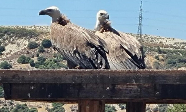 Κύπρος: Ζωντανή η ελπίδα για διάσωση του κυπριακού γύπα -Πήγαν 15 από την Ισπανία