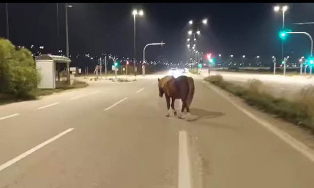 Ανάβυσσος: Άλογο σουλατσάρει ελεύθερο στη λεωφόρο Σουνίου