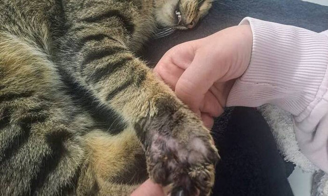 Λαμία: Γάτα πιάστηκε σε δόκανο στο κέντρο της πόλης - Αναζητείται ο ασυνείδητος