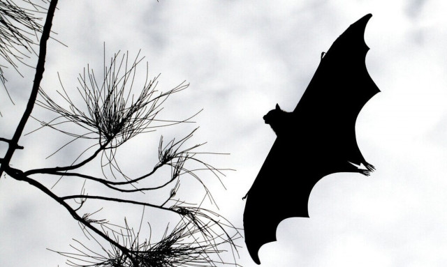 Εμβόλιο για τον θανατηφόρο ιό Nipah δοκιμάζει το πανεπιστήμιο της Οξφόρδης