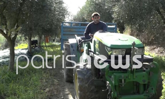 Ηλεία: Φυλούν «καραούλι» στους ελαιώνες για να γλιτώσουν από τις κλοπές