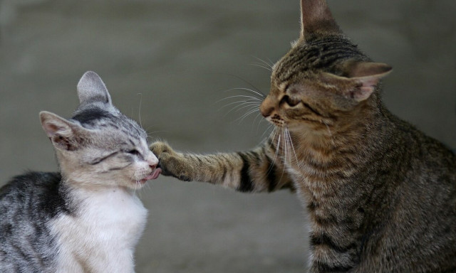 Μυστήριο στην Τερψιθέα Λάρισας: Εξαφανίστηκαν ξαφνικά όλες οι γάτες στο χωριό