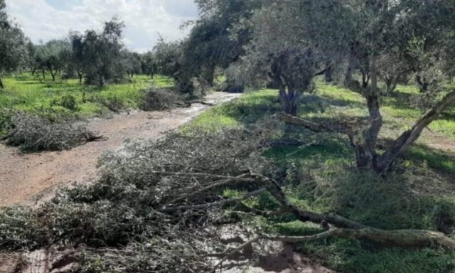 Κρήτη: Μπήκε στο χωράφι και του ξερίζωσε 42 ελιές για εκδίκηση