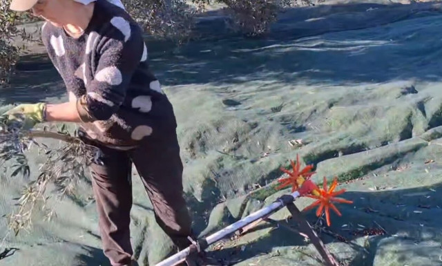 Τρελή πατέντα στην Κρήτη για το ράβδισμα των κλαδιών