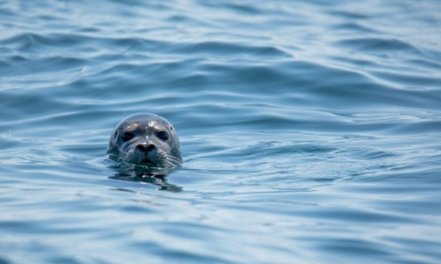 Απίστευτο θέαμα στο Ηράκλειο: Φώκιες έκαναν την εμφάνισή τους στο λιμάνι (vid)