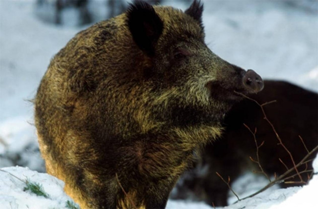 Σέρρες: Συναγερμός για κρούσμα αφρικανικής πανώλης σε αγριόχοιρο