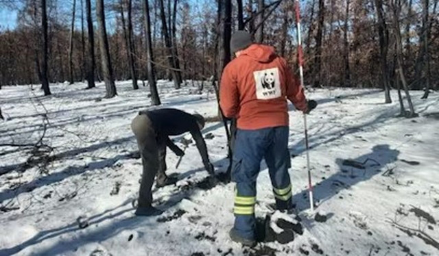 WWF Ελλάς: Μελέτη για την αποκατάσταση των δασών που κάηκαν στον Έβρο
