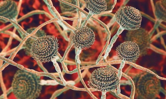 Ποιοι είναι οι σημαντικότεροι θανατηφόροι μύκητες