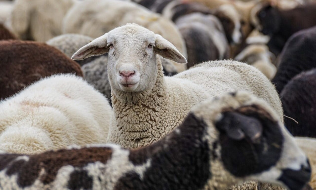 Ρέθυμνο: Πέντε συλλήψεις για ζωοκλοπή και κατοχή όπλων    