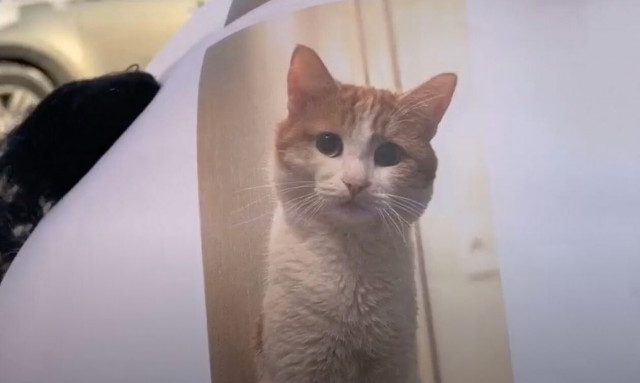 Ρωσία: Οργή για τον γάτο που πέταξαν έξω από τρένο και πέθανε στους -30 βαθμούς Κελσίου