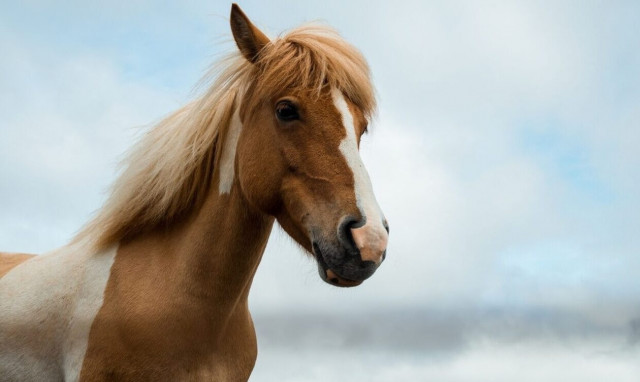 Γρεβενά: Παρέμβαση εισαγγελέα για την κτηνωδία με τον τεμαχισμό τεσσάρων αλόγων