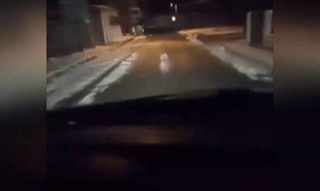 Τρόμος για... οδηγό στην Πτολεμαΐδα: Ήρθε αντιμέτωπος με λύκο στο κέντρο της πόλης!