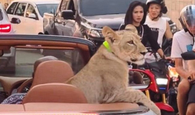 Ταϊλάνδη: Γυναίκα συνελήφθη επειδή έβγαλε το κατοικίδιο... λιοντάρι της βόλτα