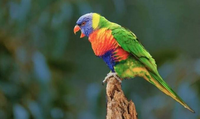 Βρετανία: Ζωολογικός κήπος παίρνει σκληρά μέτρα για να περιορίσει τις βρισιές των παπαγάλων