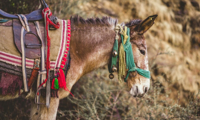 Κτηνωδία στη Σέριφο: Ξεψύχησε μουλάρι που βρέθηκε σε συνθήκες εξαθλίωσης