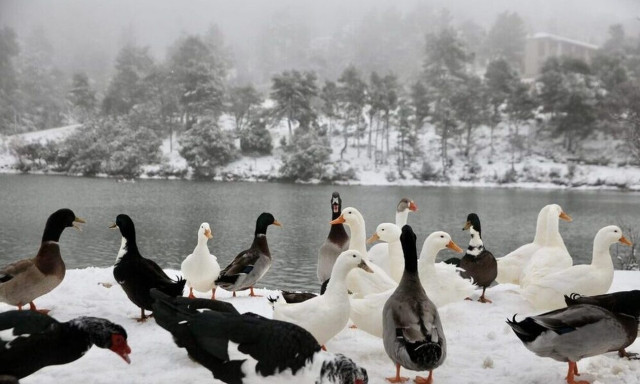 Κακοκαιρία Avgi: Τι γινόταν στην Αθήνα όσο έπεφταν χιόνια;