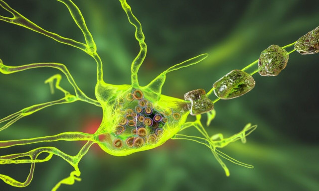 Το ένζυμο που προλαμβάνει τις νευροεκφυλιστικές ασθένειες