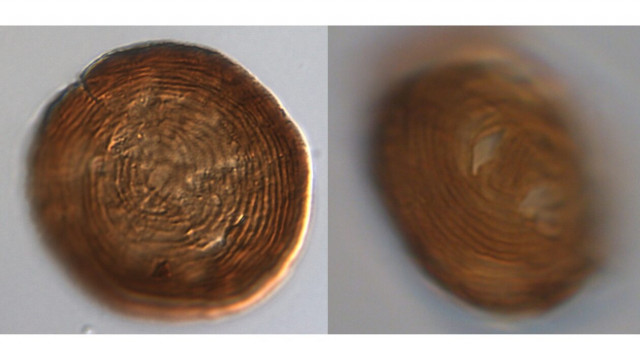 Αυτός είναι ο οργανισμός που βρίσκεται στη Γη εδώ και 450 εκατομμύρια χρόνια