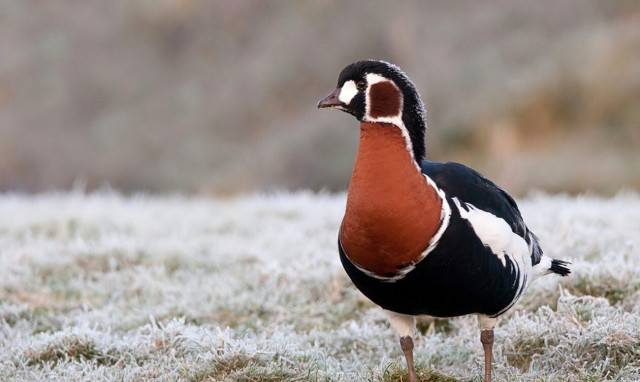 Ελληνική Ορνιθολογική Εταιρεία: Σπάνια Κοκκινόχηνα για πρώτη φορά στην Πρέσπα