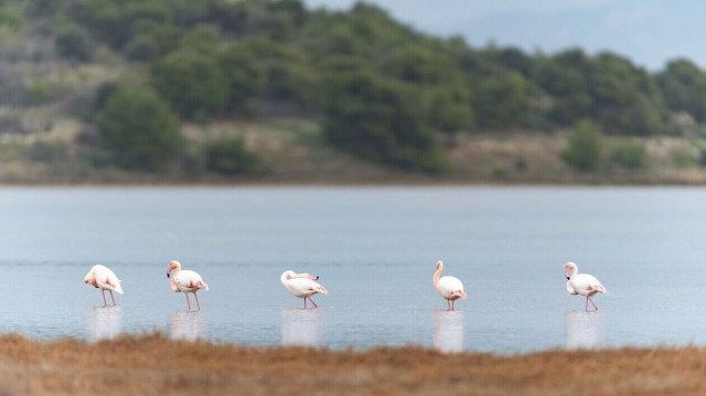 Μυτιλήνη: Οι πρόσκοποι έσωσαν δύο φλαμίνγκο στο νησί με τους 65 υγρότοπους