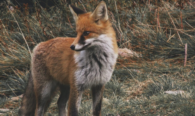 Παραλιακή: Νεκρή αλεπού δίπλα σε σκουπίδια  - Έχει κομμένη ουρά και φέρει τραύμα κάτω από το λαιμό