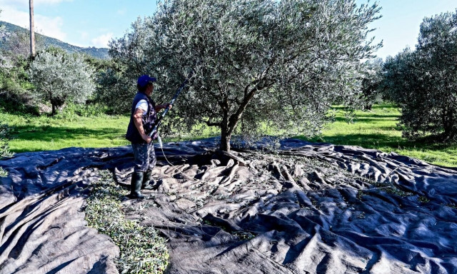 Χαλκιδική: Σήμα κινδύνου εκπέμπουν οι ελαιοπαραγωγοί – «Τεράστια απώλεια προϊόντος και εισοδήματος»