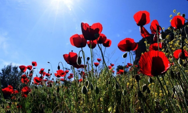 Καιρός: Η πρόβλεψη Τσατραφύλλια - «Έρχεται θερμοκρασιακή ανωμαλία»