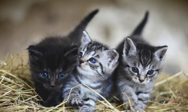 Κτηνωδία στη Γαλλία: Βρέθηκαν νεκρές 100 γάτες στο «σπίτι του τρόμου»