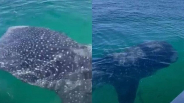 Ψαράδες τρομοκρατήθηκαν μόλις αντίκρισαν το «θηρίο της θάλασσας»